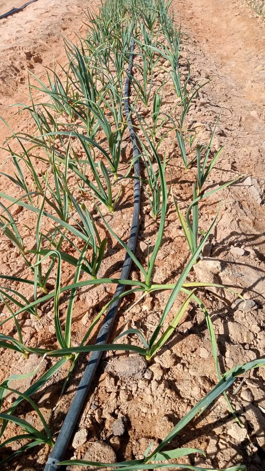 رش فطري ولاا رش مغذي اعطوني حل